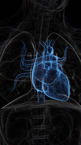 Human-Heart-Vertical-Video-|-Heart-showing-Animation-Concept-Video