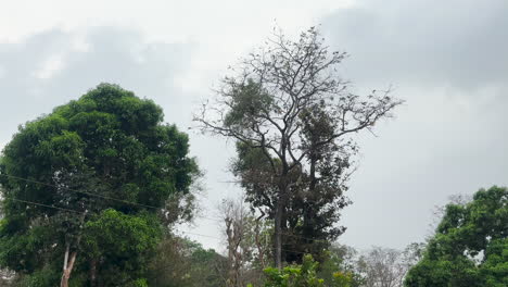 Trees-swaying-in-wind,-beginning-of-rain-on-summer-day