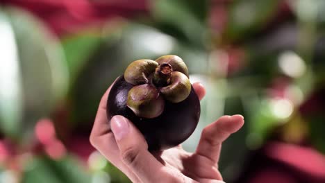 Hand-Hold-Mangosteen,-Close-Up