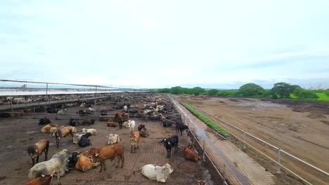 Vista-Aérea-Con-Drone-De-Una-Granja-De-Engorde-De-Vacas-En-Veracruz