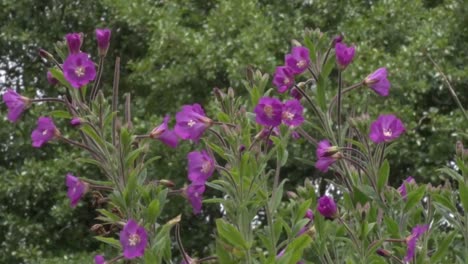 Gran-Hierba-De-Sauce,-Epilobium-Hirsutum.-Verano.-Reino-Unido