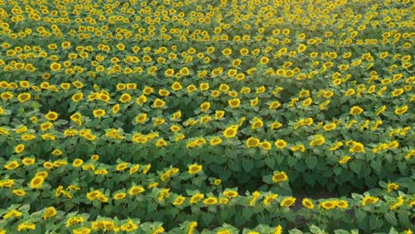 Sunflower-field,-drone-footage-of-yellow-flowers-blooming