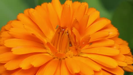 A-Pot-Marigold-flower-with-a-small-number-of-Aphids-or-Greenfly