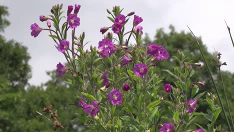 Großes-Weidenröschen-In-Blüte.-Sommer.-Großbritannien