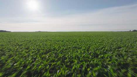 Aerial-drone-forward-moving-shot-over-large-green-corn-field-in-North-Dakota,-USA-on-a-bright-sunny-day