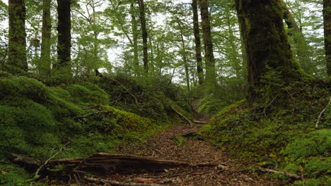 Kepler-Track,-one-of-New-Zealand's-Great-Walks,-winding-through-towering-moss-covered-forests