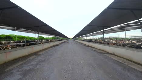 aerial-view-with-drone-of-a-cow-fattening-farm-in-Veracruz