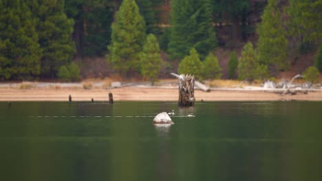 Una-Toma-Estática-De-Dos-Pájaros-Nadando-En-Un-Lago-De-Alta-Montaña