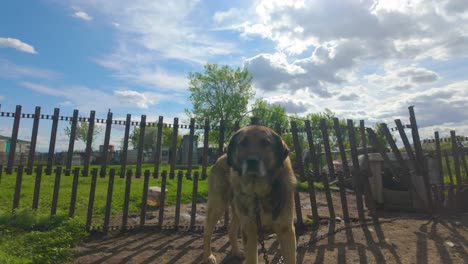 A-Dog-Tied-Up-Within-a-Fenced-Area-in-the-Countryside-of-Kazakhstan,-Central-Asia---Handheld-Shot