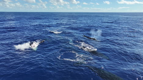 Ballenas-Jorobadas-Nadando-En-Agua-Azul-Del-Océano,-Disparos-De-Animales-En-Hábitat-Natural-Con-Drones