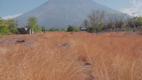 A-goat-grazes-in-the-dry-savanna-with-a-volcanic-mountain-in-the-background,-shot-in-Bali