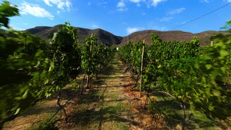 FPV-Drohnenaufnahme-Der-Weinberge-In-Chapala-Jalisco-Am-Mittag