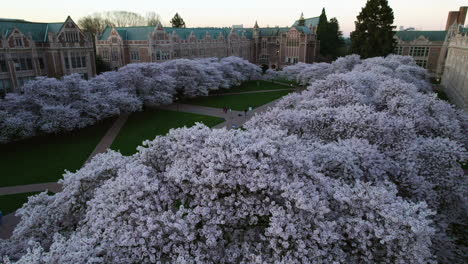 Aerial-view-rising-behind-cherry-trees,-revealing-the-Quad-park-of-the-University-of-Washington