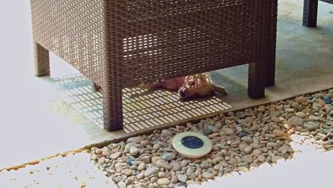 Homeless-stray-dog-trying-to-stay-cool-in-the-shade-on-a-hot-day