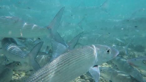 A-school-of-bonefish-swims-and-feeds-in-the-clear-blue-waters-of-a-coral-reef,-underwater-shot