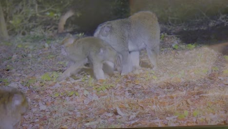 Monos-Jugando-En-El-Suelo-De-Un-Bosque-Cubierto-De-Hierba-Entre-árboles-Y-Helechos