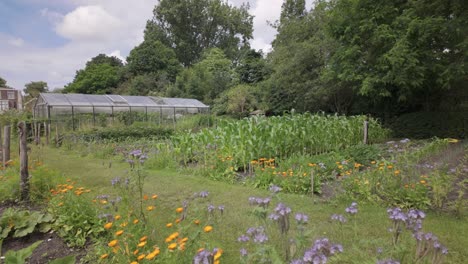 Leuchtend-Bunte-Violette-Und-Orangefarbene-Blumen-Blühen-Neben-Einem-Nahe-Gelegenen-Gewächshaus-In-Einem-Städtischen-Gemeinschaftsgarten-In-Leiden,-Südholland,-Niederlande-–-Weitwinkelaufnahme