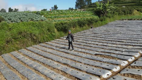 Using-drone-shots,-Traveler-passes-through-garden-fields-on-the-slopes-of-Mount-Sumbing