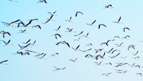 Congregation-of-flamingoes-flying-together,-large-wingspans-fill-the-sky