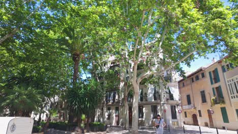 Tall-tree-in-Spanish-plaza-Palma-de-Mallorca,-Spain-city-centre-Balearic-Islands-capital