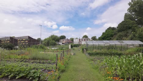 Mehrere-Gemüsebeete-Und-Ein-Gewächshaus-In-Einem-Städtischen-Gemeinschaftsgarten-In-Leiden,-Südholland,-Niederlande-–-Weitwinkelaufnahme