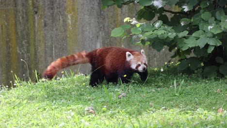 Panda-Rojo-Occidental,-También-Conocido-Como-Panda-Rojo-Nepalés