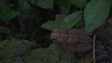 Chimalapas-Toad-frog,-Incilius-tutelarius-inside-rainforest-of-Mexico-forest