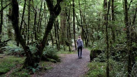 A-person-walking-on-a-trail-through-a-lush-green-temperate-rainforest-in-Fiordland-National-Park