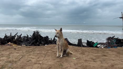 Ein-Einheimischer-Hund-Indischer-Rasse,-Der-An-Einem-Strand-Mit-Sand-Im-Vordergrund-Sitzt