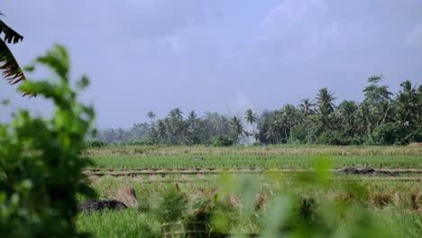 Far-away-view-of-a-burning-rice-field-surrounded-by-palm-trees-in-Bali,-Indonesia,-Traditional-Burning-crop-clears-stubble,-eliminates-pests,-and-enriches-soil-with-ash