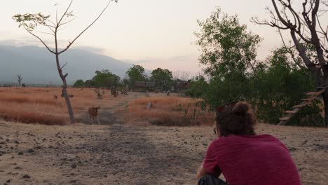 A-man-is-taking-pictures-and-videos-of-an-animal-in-the-Savana-Tianyar-at-sunset-with-clouds-in-the-background,-copy-space