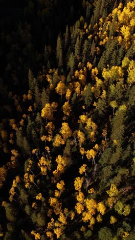 Vista-Aérea-Vertical-De-álamo-Temblón-Amarillo-Y-Pinos-Verdes,-Colores-Del-Follaje-Del-Bosque-Otoñal