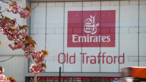 Cartel-Del-Estadio-De-Old-Trafford-En-Manchester-Con-Flores-De-Cerezo-En-Primer-Plano