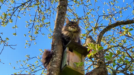 Maine-Coon-Katze-Auf-Vogelhäuschen-Im-Baum,-Erkundung-Der-Umgebung-Nach-Beute-In-Lettland