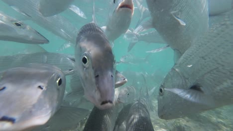 Ein-Schwarm-Grätenfische,-Der-Unter-Wasser-In-Klarem,-Türkisfarbenem-Wasser-Schwimmt,-Nahaufnahme