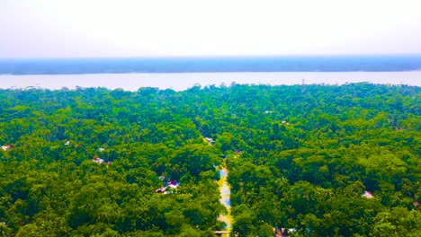 Lush-green-trees-in-forest-with-big-river