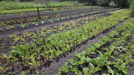 Cultivando-Verduras-En-Un-Jardín-Comunitario-De-La-Ciudad-De-Leiden,-Holanda-Del-Sur,-Países-Bajos---Tiro-De-ángulo-Alto