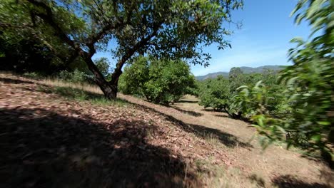 Toma-FPV-Con-Drones-De-Granjas-De-Aguacate-En-Uruapan,-Michoacán.