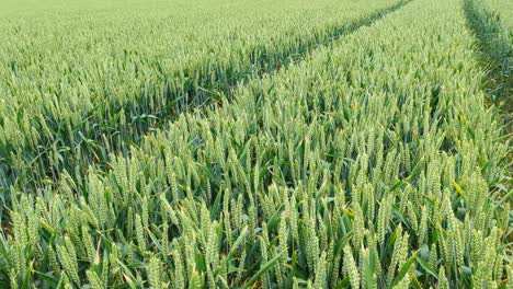 Walking-through-field-farmlands-of-wheat-crops-in-rural-countryside-of-England-UK