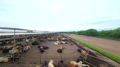 Vista-Aérea-Con-Drone-De-Una-Granja-De-Engorde-De-Vacas-En-Veracruz