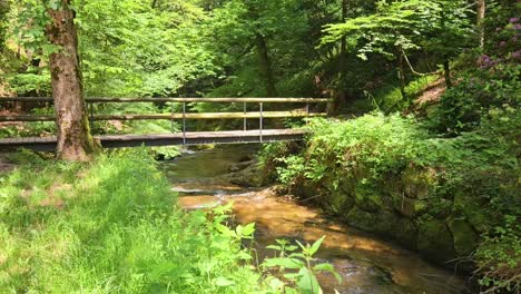 Toma-Estática-Del-Puente-Forestal-Sobre-Un-Pequeño-Arroyo-Claro-En-La-Selva-Negra,-Alemania.