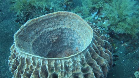 Big-corals-and-plants-with-fish-in-the-ocean-while-diving-on-the-ground-of-the-sea-in-slow-motion,-dark-sand