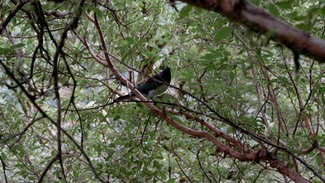 Kereru-Oder-Neuseeländische-Taube-In-Freier-Wildbahn---Fiordland-Nationalpark