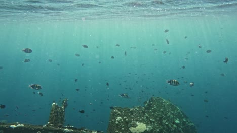 Underwater-scene-of-Liberty-Shipwreck-in-Tulamben,-Bali-with-diverse-marine-life