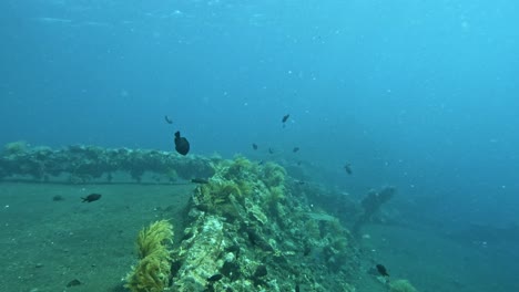 Peces-De-Colores-Nadando-Alrededor-Del-Naufragio-De-La-Libertad-En-Tulamben,-Bali.