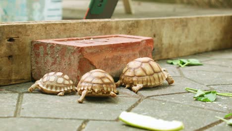 Animales-Tortuga,-Venerados-En-El-Folclore-Tailandés-Por-Su-Longevidad-Y-Estabilidad