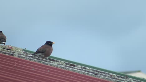 Two-Common-Indian-Myna-Birds-Perched-On-Metal-Roof-Then-Fly-Away-Australia-Gippsland-Victoria-Maffra-Windy