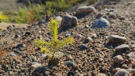 Persistent-green-plant-growing-from-rocky-sand,-sprout,-close-up