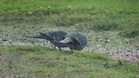 Crested-Pigeons-On-Gravel-Grass-Driveway-Pecking-Foraging-Australia-Gippsland-Victoria-Maffra-Close-Up