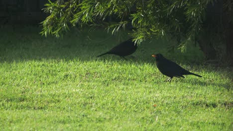 Amsel-Frisst-Und-Pickt-Nach-Insekten-Im-Garten,-Sonniger-Tag,-Australien,-Gippsland,-Victoria,-Maffra